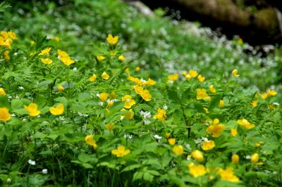 ◆ヤマブキソウに染まる白河・天狗山(天狗の森)　　