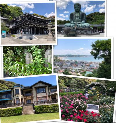 鎌倉散策、文学館のバラ園、由比ヶ浜が眺望できる長谷寺、新緑の中の大仏