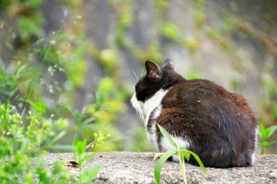 猫とウサギと桜三昧　春の尾道＆大久野島の旅　（３）尾道で出会ったネコたち