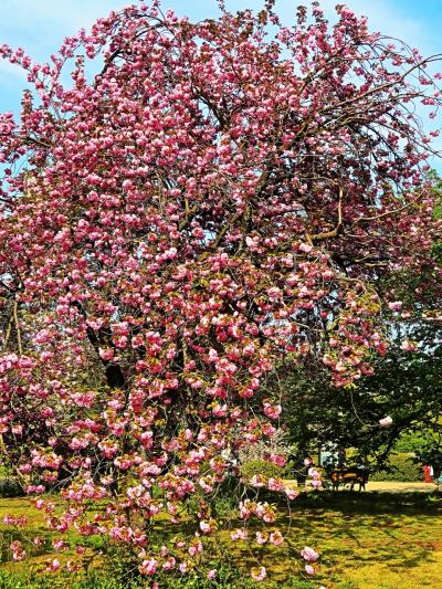 新宿御苑-3　桜・さくら　65種-1100本もある名所　☆サトザクラは４月中旬がベスト