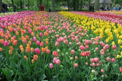 やっぱり最高!!!　平成から令和へ　ベルギー＆オランダの旅　キューケンホフ公園編