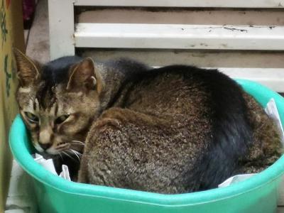 西環パトロール【2019年5月号】（前半）