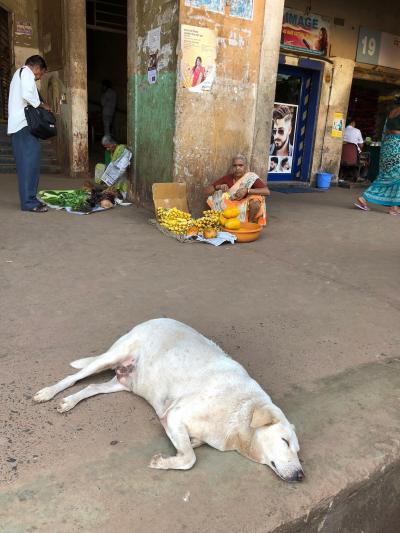 インド 犬 に関する旅行記 ブログ フォートラベル
