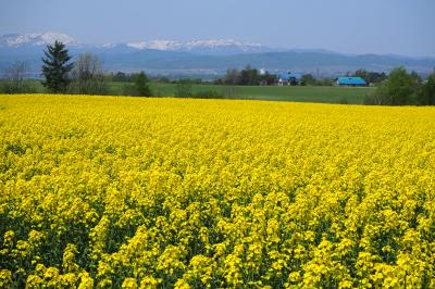 ３回目の菜の花まつり　今年も鮮やか菜の花イエロー！