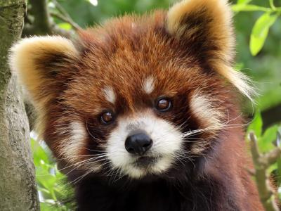 西山動物園　気になるミンファちゃんの後脚とライト君の前歯・・・確認も兼ねて西山ZOOへ