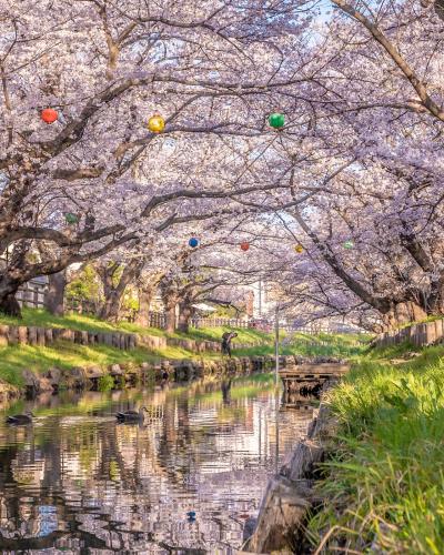 桜満開の川越