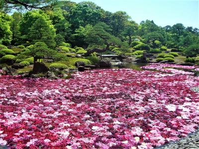 祝『令和』！　Wife編 『由志園の池泉牡丹』　春の牡丹園遊会