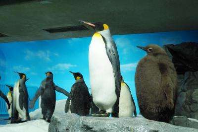 春の欲張り遠足、2日目&#12316;鴨川シーワールド・玉前神社・喫茶カトレア・東京国立博物館編&#12316;