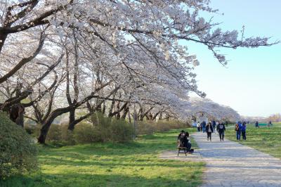 桜前線を追いかけて！　マイカーで行く東北６県周遊１２日間の旅に行ってきました　№２　第４日目～５日目　山形県～宮城県～岩手県