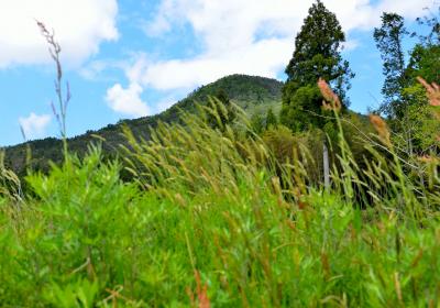 新緑の岩伏山（９８３ｍ）