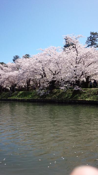 今年の弘前桜祭りの報告！