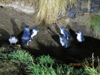 ニュージーランド・南島ダニーデン　世界最小「妖精ペンギン」に会えたのに・・