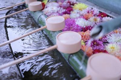 花の寺～岡寺