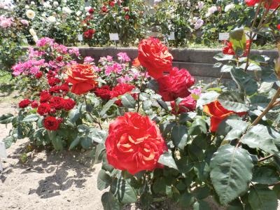 福山城博物館・福山ばら祭(#^^#)in広島県 福山市②