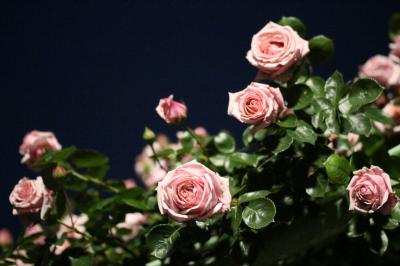 バラフェスタの智光山公園の薄曇りのバラ園と日没から夜間のライトアップのバラ園