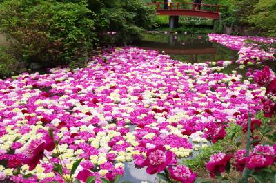 「つくば牡丹園」の芍薬と「地図と測量の科学館」