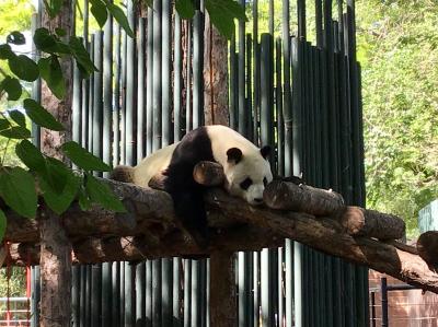 【中国紀行】初めての北京(4)  北京動物園/頤和園