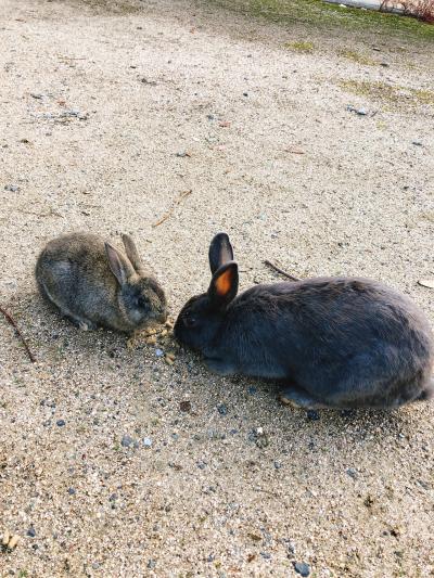 もふもふの天使に癒される！うさぎ島の旅