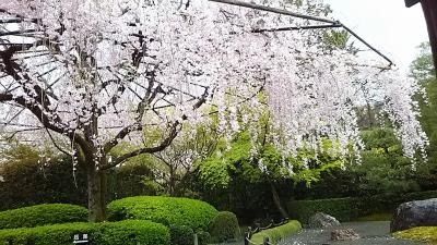 法事のあとに桜を見に京都へ(1)