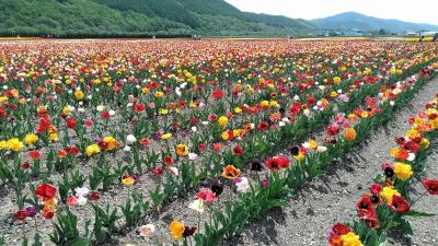 今日はチューリップ公園へ・ここも18・19日とイベントをしていたので・あえてずらしました～2