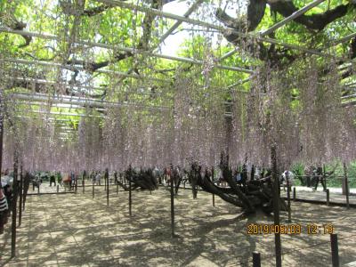 名鉄矢作橋から東岡崎までのハイキング　（岡崎公園の五万石藤まつり）