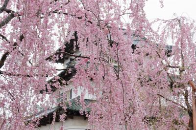 桜前線を追いかけて！　マイカーで行く東北６県周遊１２日間の旅に行ってきました　№４　第８日目～９日目　秋田県～青森県