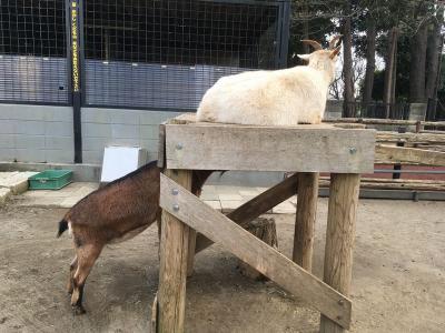 男一人で夢見ヶ崎動物公園に行ってきた