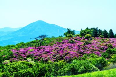 万年山のミヤマキリシマ　2019