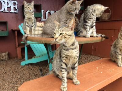 Lanai cat sanctuary 訪問記