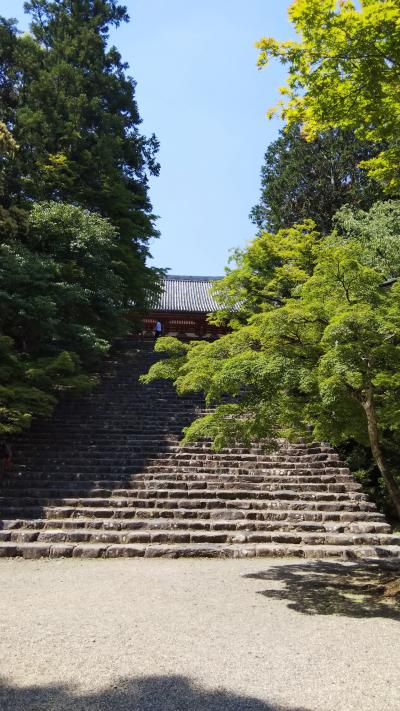 初夏の京都、お墓参りと高雄で青紅葉を愛でる旅