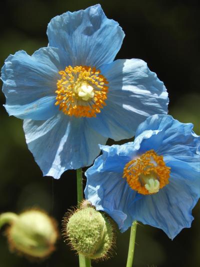 ヒマラヤの青いケシにひと時の涼を求めて六甲高山植物園へ！