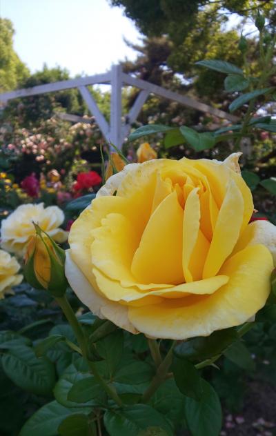 バラの花を五感で楽しむ　須磨離宮公園植物園♪