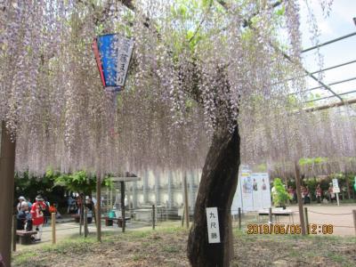 江南　曼陀羅寺の藤まつり