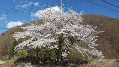 令和元年 満開の桜