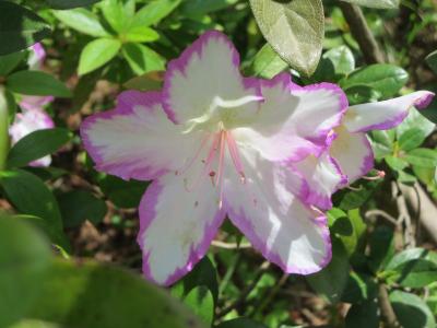 糸魚川で花めぐり