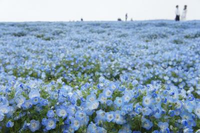 2019年４月　水戸で前泊しネモフィラブルーのひたち海浜公園へ　チューリップ、水仙もきれいでした