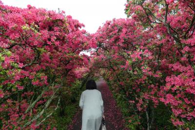 ０６．GWのエクシブ伊豆2泊　小室山公園その１　満開のつつじ　つつじのトンネル