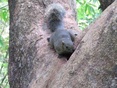 マンゴーが食べ台湾（台北）♪　Vol.4☆黒點鶏肉食堂・大安森林公園・芒果皇帝　King Mango・三明治・そして帰国☆