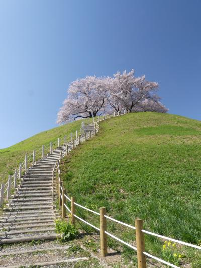 「さきたま古墳公園」のサクラ_2019（2）_４月９日は満開、強風で花吹雪始まる（埼玉県・行田市）