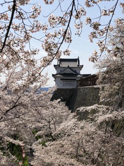 2019年岡山県　津山城の桜