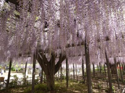 埼玉・加須のジャンボこいのぼりイベントと周辺の藤の名所2019①～玉敷神社の藤～