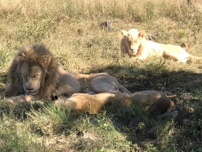 アフリカ１２　　ライオン＆サファリパーク　　　ねぇ起きて　お昼寝ばかりの　百獣の王　