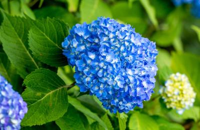 若宮八幡宮の紫陽花　2019