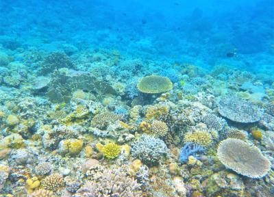 ｱｲﾗﾝﾄﾞﾎｯﾋﾟﾝｸﾞ！「ぼっち旅… ｼｭﾉｰｹﾘﾝｸﾞ楽しいね～編」奄美大島・ｹﾗﾏ渡嘉敷島・石垣島・竹富島 