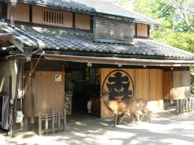 あをによし、修学旅行生に負けて大仏から女人高野に逃げる　　