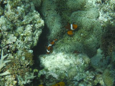 ２０１９年２度目の西表島（その３）