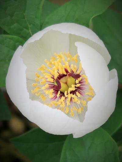 梅小路公園-２　春の和の花展　ヤマシャクヤク咲く　☆珍しい山野草・コケ類を集めて