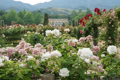 またひとつ店が消えたよ。薔薇の花咲く南の町で。