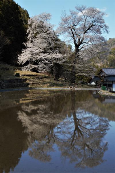 桜見物とドライブ