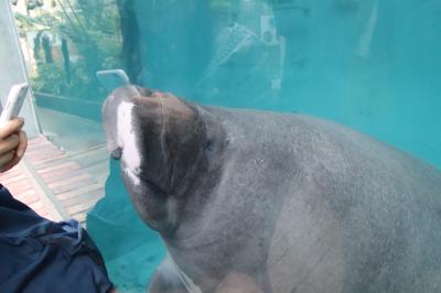 令和最初のレッサーパンダ動物園GWの伊豆めぐり（６）熱川バナナワニ園（後）スローライフ・マナティじゅんと君や今回は最後まで回った本園・植物園